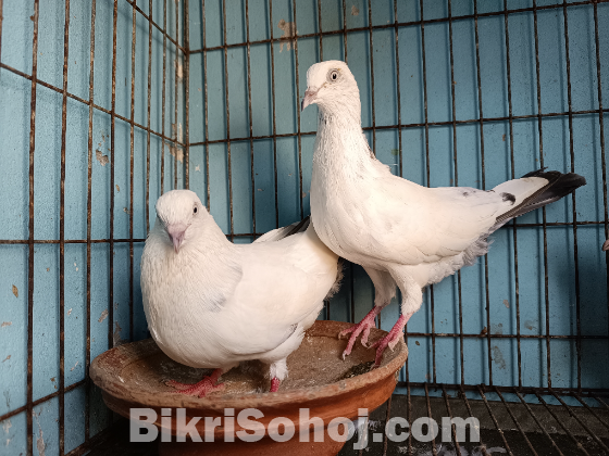 কালদম২টি বাচ্চা সহ